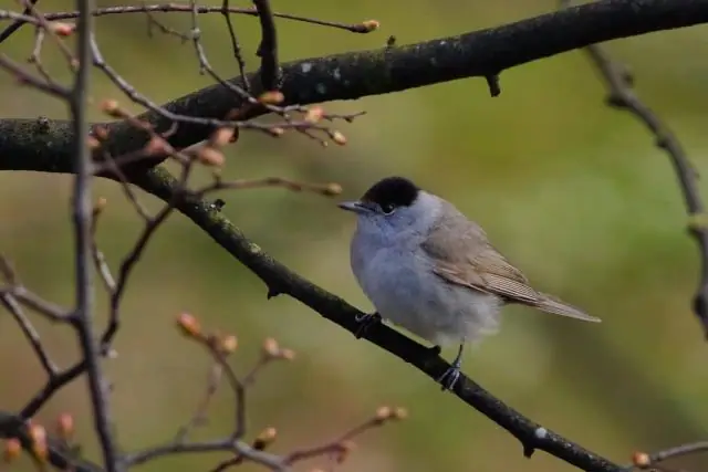 Компьютерная модель предсказывает, как раскалывание металлического стекла высвобождает энергию на атомном уровне