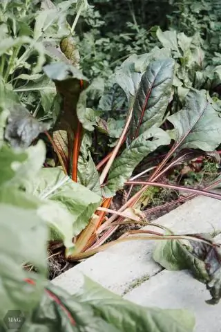 Как мысли однажды смогут управлять электронными протезами без проводов