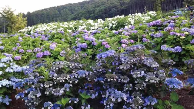 Рекордный плавающий лазерный резонатор: Факультет машиностроения Техниона установил мировой рекорд по усилению света