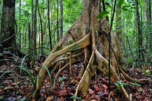 Радиотелескоп Outback обнаружил плотную, вращающуюся, мертвую звезду