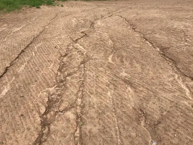 Мозг журчалки нанесён на карту, чтобы обнаруживать звуки отдаленных дронов