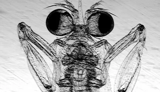 Duke Study: Насыпанный песок просеивается, а высыпанный дождем – нет