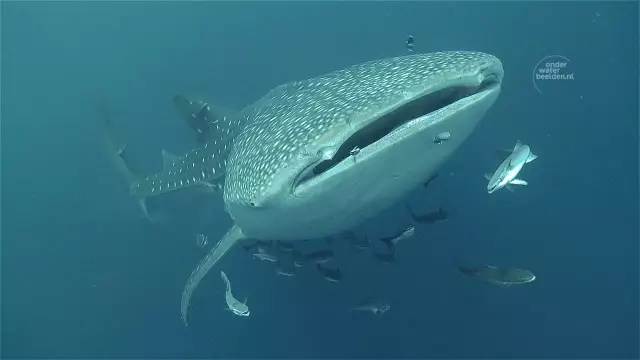 Интересное фото дня: захватывающая встреча с акулой