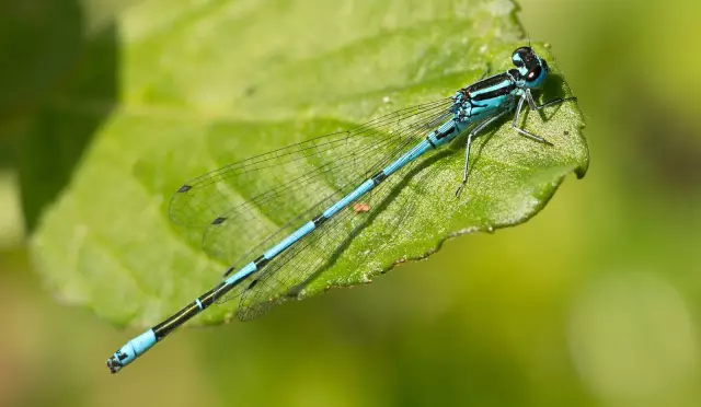 Фотографирование стрекоз и стрекоз