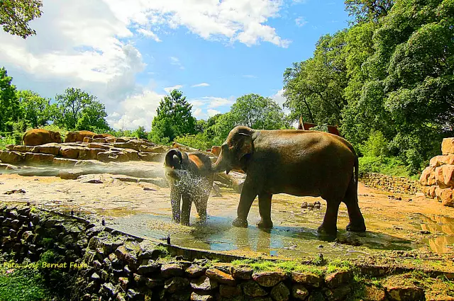 Советы по фотосъемке в парке животных