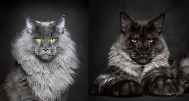 Активность генов: решает упаковка