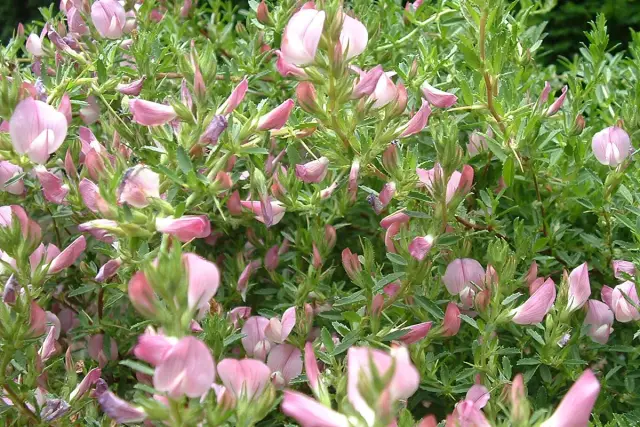 Кэш мозга раскрыт