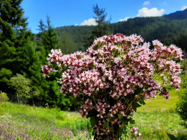 Уменьшение объема желудка помогает толстым людям жить дольше