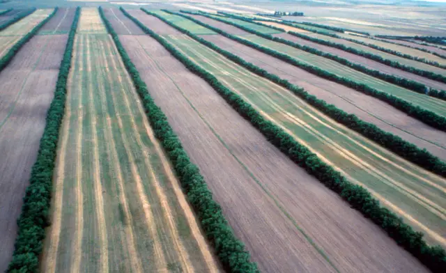 Инкубаторы лосося могут истощить дикие запасы