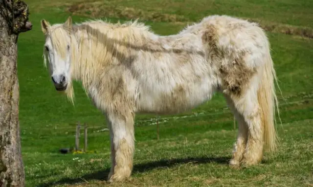 Запуск аутоиммунных атак