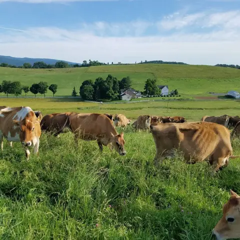 Восстановительное финансирование сельскохозяйственных угодий способствует развитию органического сельского хозяйства