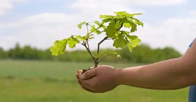 Может ли посадка 1 триллиона деревьев противодействовать изменению климата?
