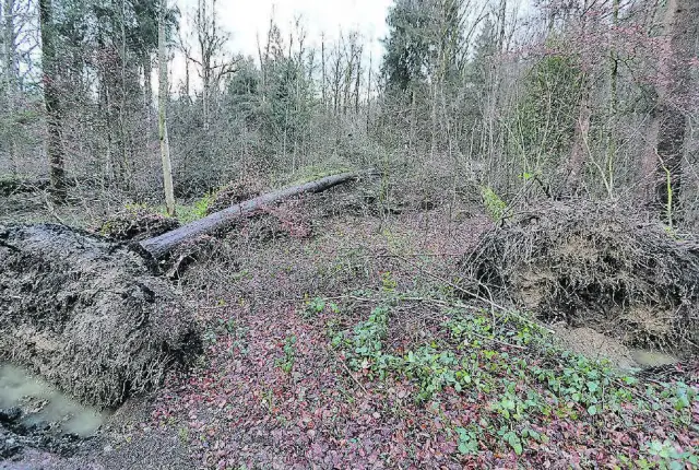 Когда леса находятся под угрозой, стандарты сертификации могут помочь