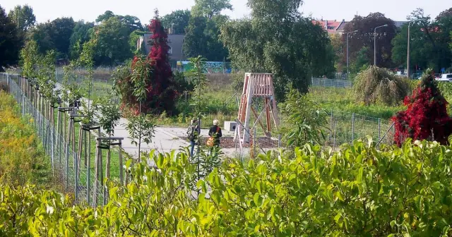 Могут ли городские леса обеспечить устойчивое здравоохранение?