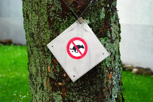 Pet-Shield: 7 шагов