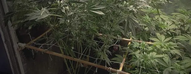 Тормато! Клетка для томатов с решеткой и системой доставки питательных веществ: 9 шагов (с изображениями)