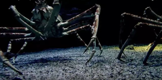 Гигантских крабов обвиняют в уничтожении камер исследователей