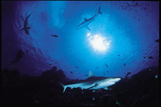 Удивительные чудеса Съемка какого-нибудь фильма подойдет фотографам