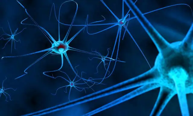 Нейробиология: вместе действуем на нервы