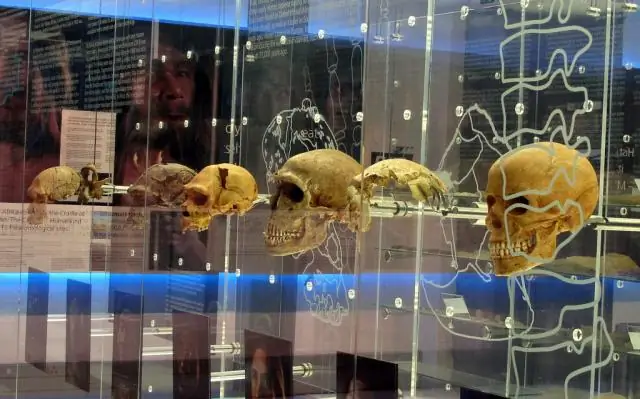 Колыбель человечества