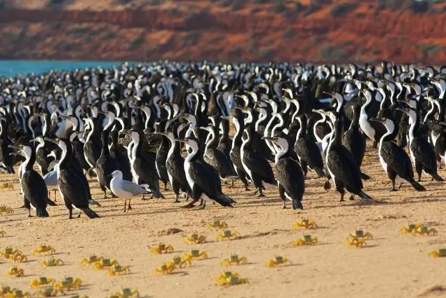 Бакланы предпочитают кладовую