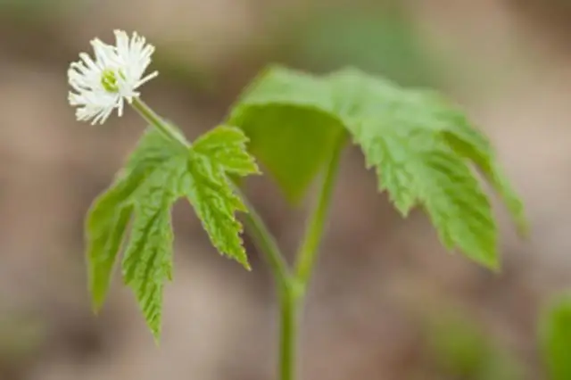 Лекарство от рака из китайского сада трав