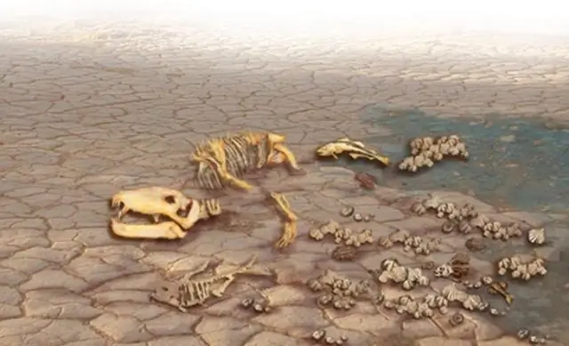 Исследования динозавров не угасают