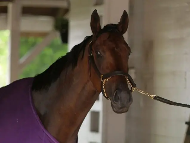 Пути хомяка непостижимы