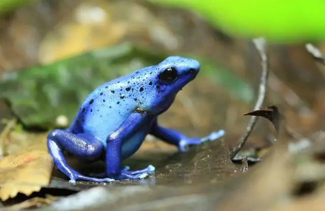 Лягушачий яд от боли