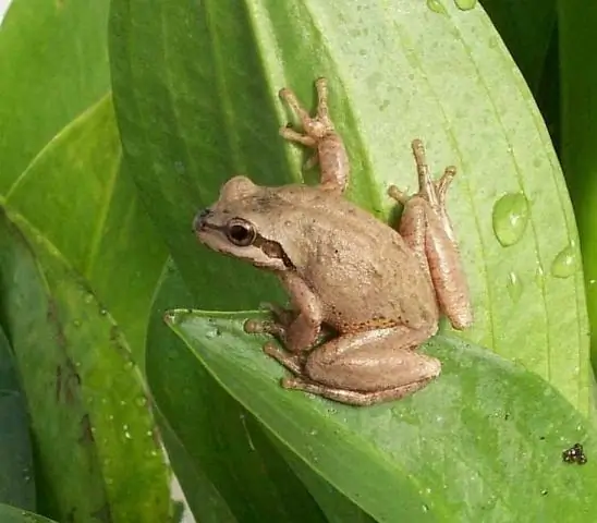 Нет звукового времени для головастиков
