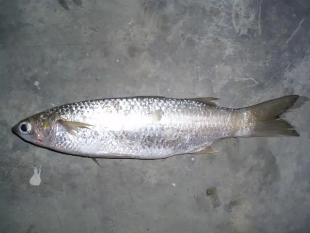 Выносливая рыба