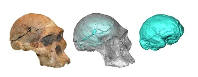 Г. Плес смущает науку