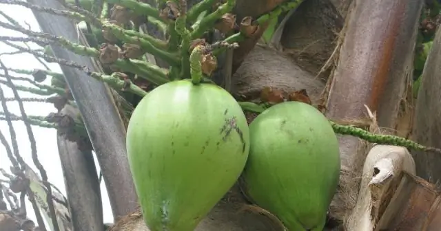 Откуда вишня получила свое название