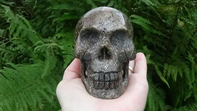 Находка динозавра связывает Америку и Европу