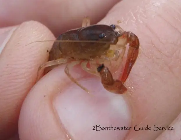 Теперь можно без уколов