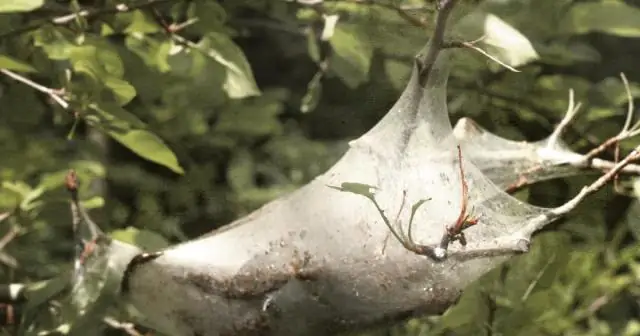 Интернет и червь связаны