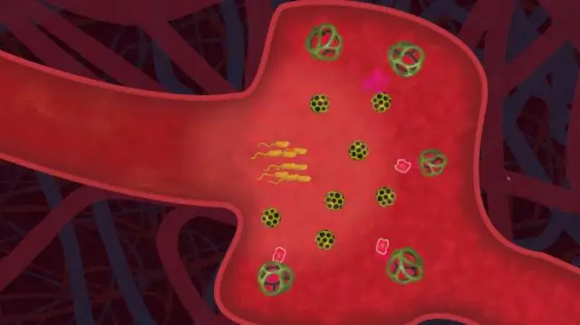 Бактерии в засаде