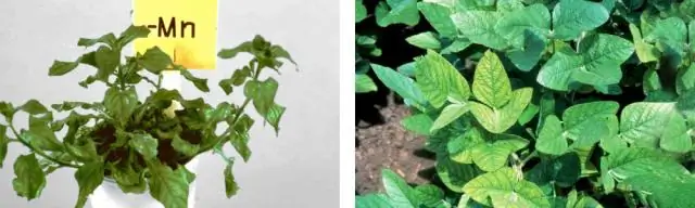 Марганец останавливает ВИЧ