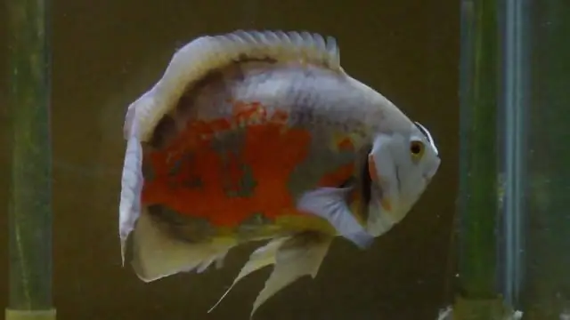 Доить мышей профессионально