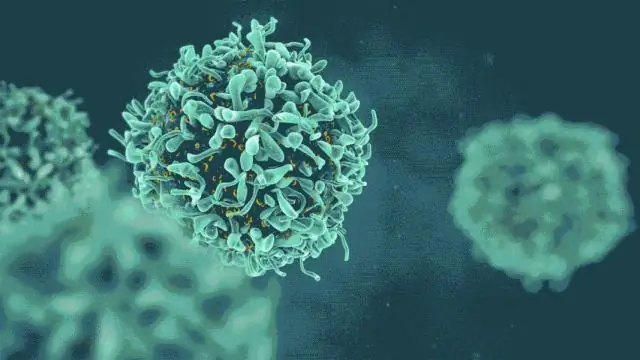 Иммунитет к раку