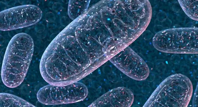 Митохондрии «живые»