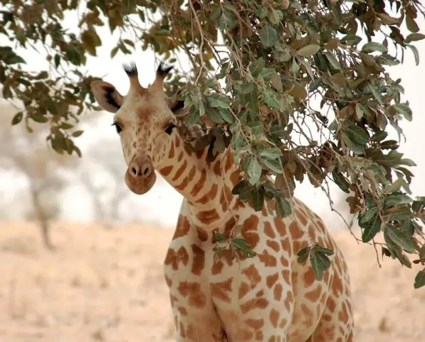 Серия базовых знаний