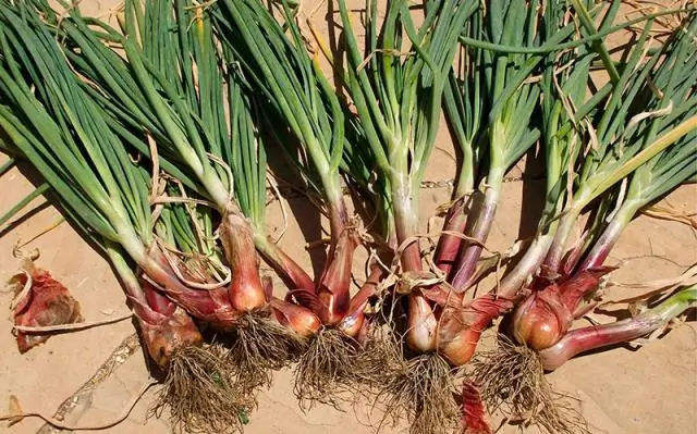 Нанотехнологии могут обнаруживать болезни до того, как они начнутся