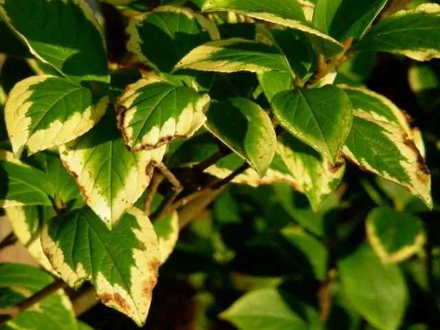 Первичный сухой лед питает кометные струи