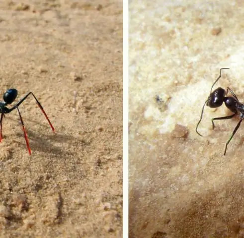 Самый сложный химический эксперимент в мире: борьба за открытие секрета сверхтяжелых элементов