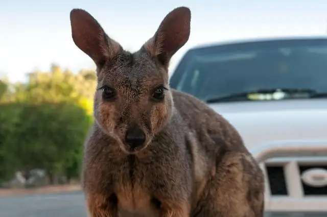 Кангуру показывает флешку eSata-USB