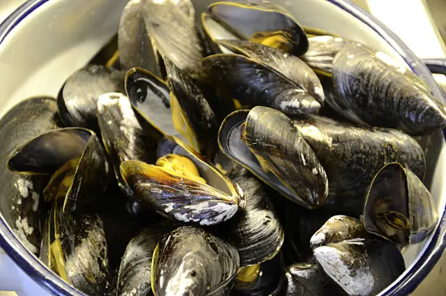 1 миллиард морских существ, приготовленных во время тихоокеанской северо-западной жары