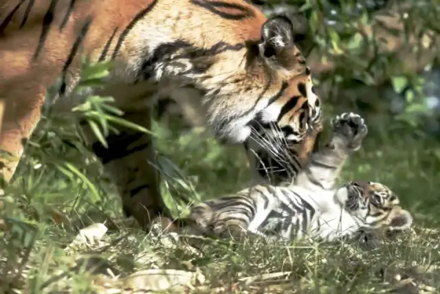 Некоторые травы в зоопарке наэлектризованы