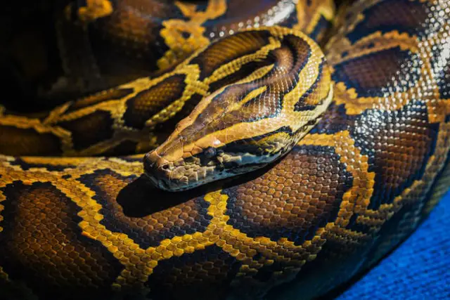 Флорида отказывается от борьбы с Python Invaders