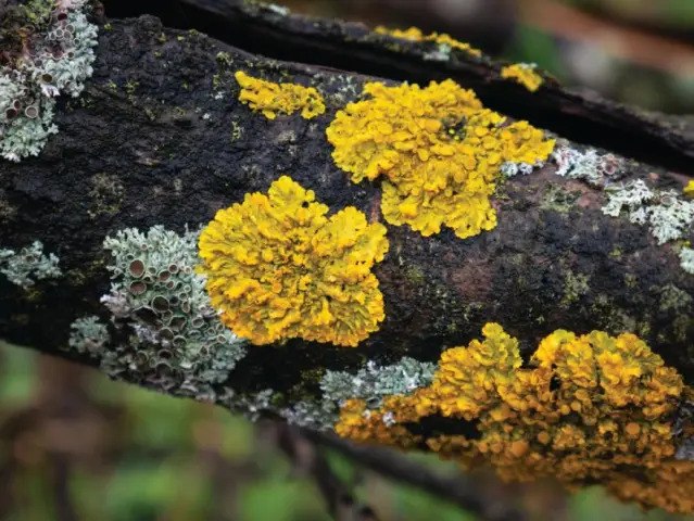 На охоте за нелюбимым, неизученным, но очень важным лишайником